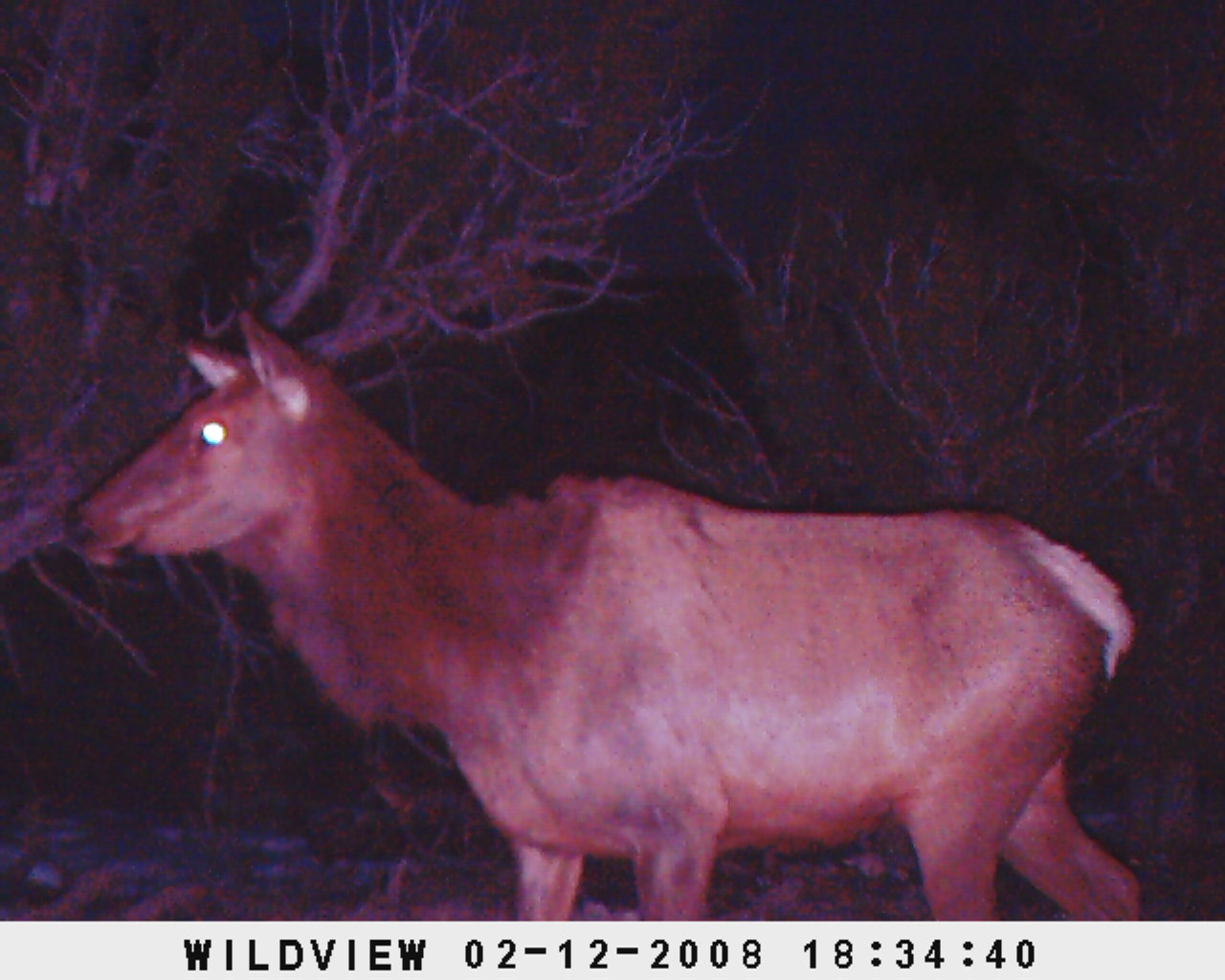 Night Time Elk.jpg