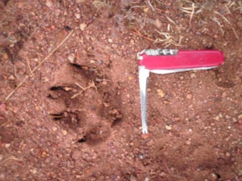 Wolf front track up close.jpg