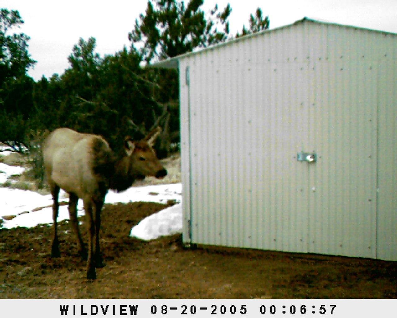 Elk around the Observatory1.jpg