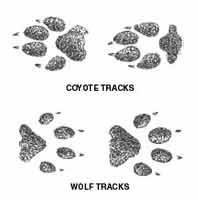 Coyote and Wolf.jpg